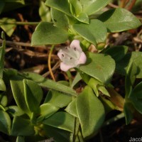 Hydrophylax maritima L.f.